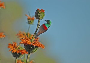 Bird Watching in Stanford: A Photo Journey